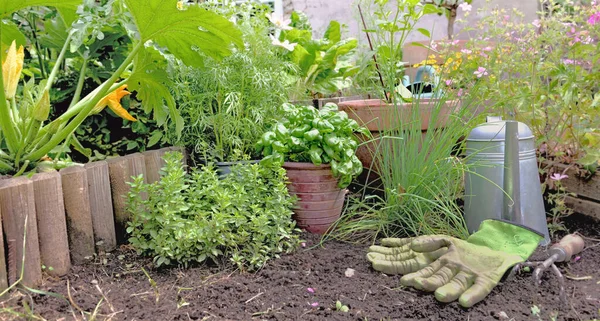 Bir Sebze Bahçesinde Saksıda Aromatik Bitki Fesleğen Toprakta Bahçe Eşyası — Stok fotoğraf