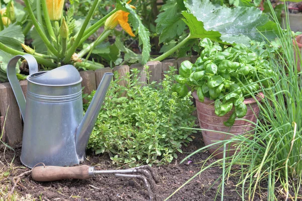 Aromatische Plant Basilicum Potten Een Tuin Met Tuingereedschap Grond — Stockfoto