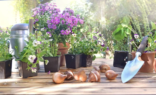 Bahçedeki Ahşap Bir Masada Saksılar Çiçek Soğanları — Stok fotoğraf
