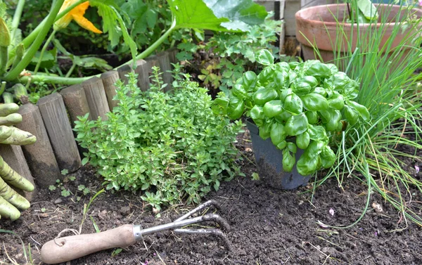 Basilikum Potteplanter Aromatiske Planter Med Spade Jorden Vokser Have - Stock-foto