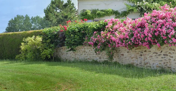 Mur Pierre Fermant Jardin Couvert Rose Grimpante Buisson — Photo