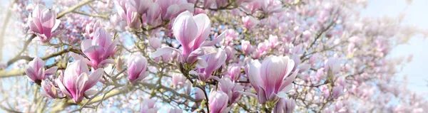 Krásné Květiny Kvetoucí Magnólie Strom Posypu Panoramatickém Pohledu — Stock fotografie