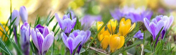 Pretty Crocus Yellow Pink Blooming Meadow Panoramic View — Stock Photo, Image