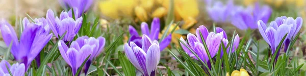 Mooie Krokus Geel Roze Bloeien Een Weide Panoramisch Uitzicht — Stockfoto