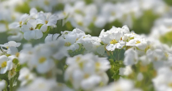 Nahaufnahme Weißer Blüten Einer Pflanze Bedeckt Pflanzen Die Garten Blühen — Stockfoto