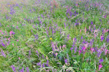 İlkbaharda çiyli çiylerde açan pembe yabani çiçekler. 