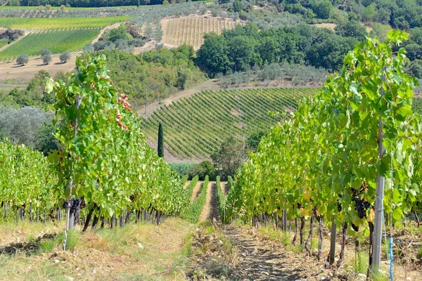 Tuscany Talya Bir Tepede Yetişen Üzüm Bağları — Stok fotoğraf