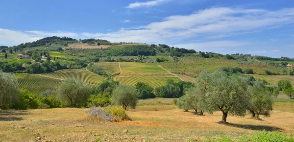 Olivenbäume Wachsen Auf Einem Feld Mit Einem Weinberg Auf Einem — Stockfoto