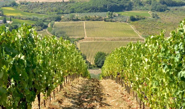 Wijngaard Een Heuvel Toscane Italië — Stockfoto