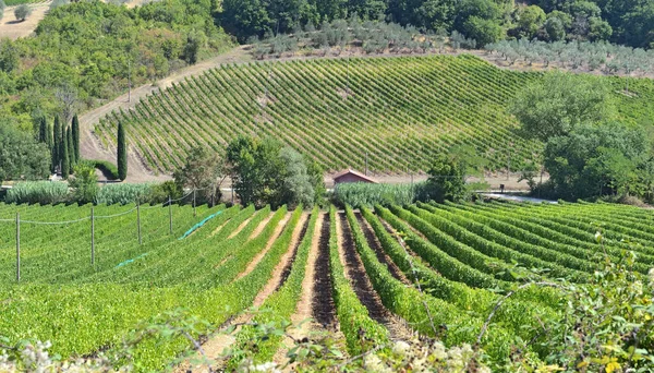 Wijngaard Een Heuvel Toscane Italië Stockfoto