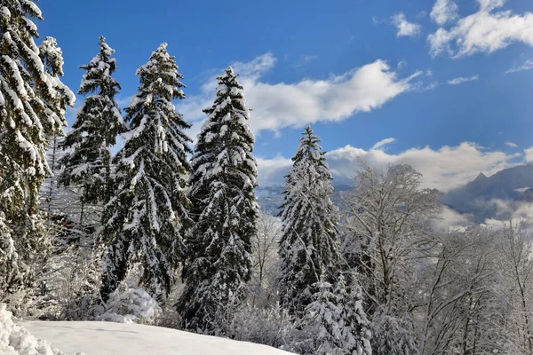 Abeti Alti Ricoperti Neve Nel Paesaggio Montano — Foto Stock
