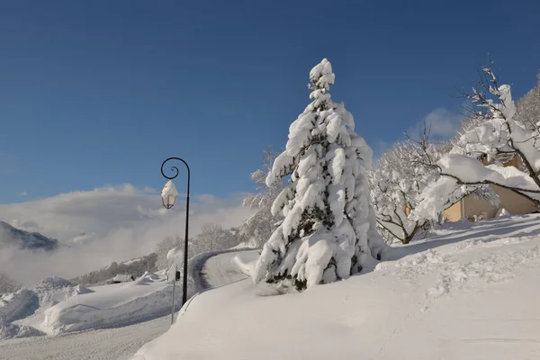 Tanne Mit Neuschnee Auf Einer Weißen Straße Die Einem Alpendorf — Stockfoto