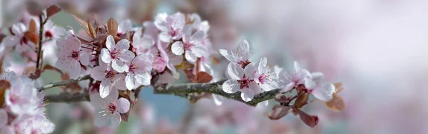 Closeup Λουλούδια Από Ένα Διακοσμητικό Δαμάσκηνο Ανθίζουν Την Άνοιξη Θαμπάδα — Φωτογραφία Αρχείου