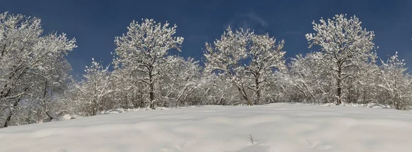 Drzewa Pokryte Śniegiem Wzgórzu Pod Błękitnym Niebem — Zdjęcie stockowe