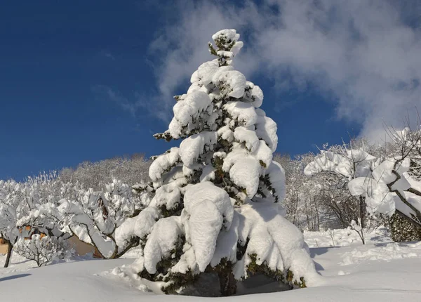Abete Coperto Neve Fresca Giardino Nel Villaggio Alpino — Foto Stock