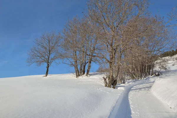 Arbres Bordant Sentier Dans Une Montagne Enneigée Sous Ciel Bleu — Photo