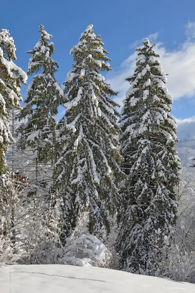 Hight Fir Trees Covered Snow Alpine Mountain — Stock Photo, Image