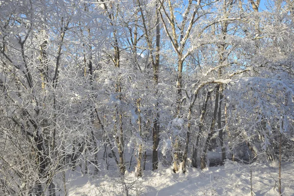 Trees Mountain Forest Covered Fresh Snow Sunlight — Stock Photo, Image