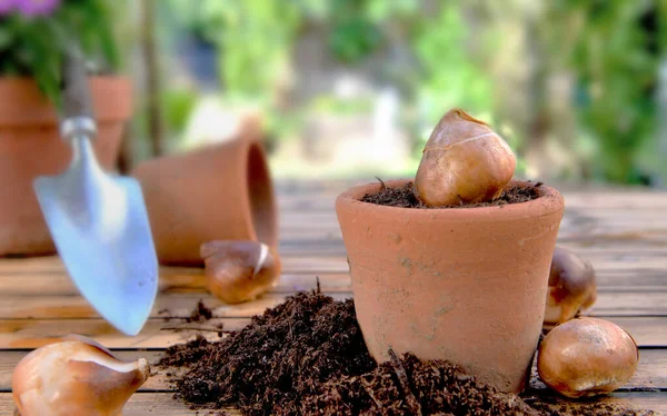 Bulbo Flores Pote Terracota Entre Sujeira Uma Mesa Jardim Madeira — Fotografia de Stock