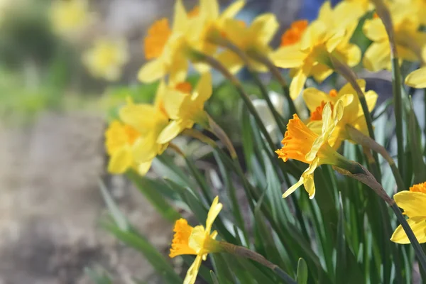 Flowers Daffodil Blooming Garden Springtime — Fotografia de Stock