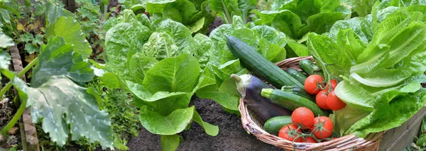 Leaf Lettuce Zucchini Plants Basket Full Fresh Vegetables Garden — Zdjęcie stockowe