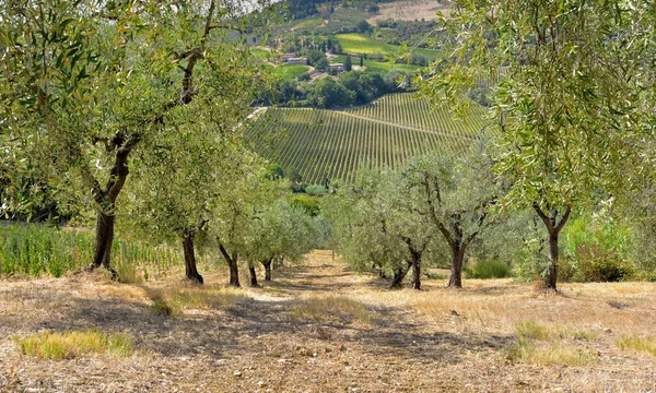 Olivenbäume Wachsen Auf Einem Feld Einem Weinberg Der Toskana Italien — Stockfoto