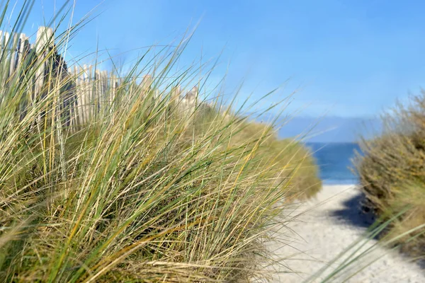 在布列塔尼的菲涅尔 沙滩上的小径 草地上的沙丘 与木制的海岸接壤 — 图库照片