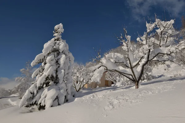 Abeto Cubierto Nieve Fresca Jardín Alpino Bajo Cielo Azul —  Fotos de Stock