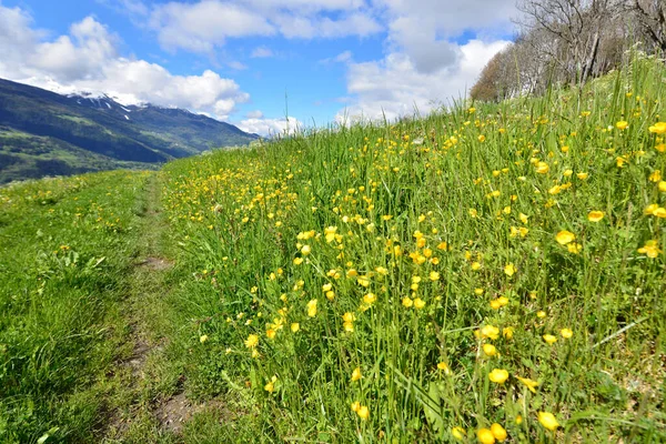 Buttercup Floreciendo Prado Herboso Largo Sendero Montaña Alpina — Foto de Stock