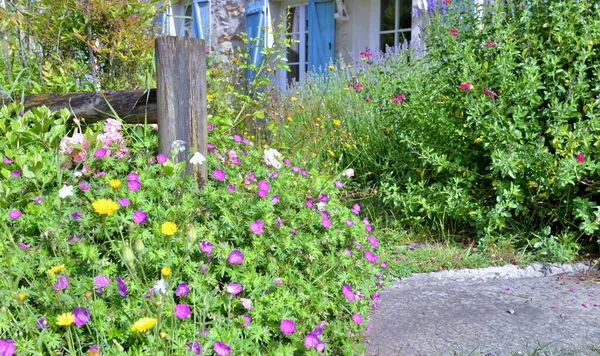 Cespuglio Fiori Che Sbocciano Giardino Fronte Una Casa Rurale — Foto Stock