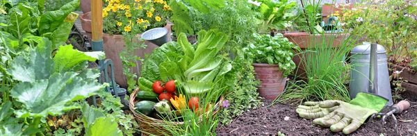 Grönsaksträdgård Med Färska Grönsaker Korg Och Aromatiska Växter — Stockfoto