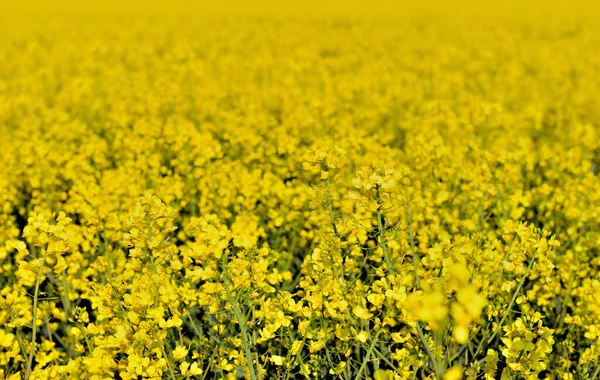 Pole Žlutých Květů Řepkového Semene Poli — Stock fotografie