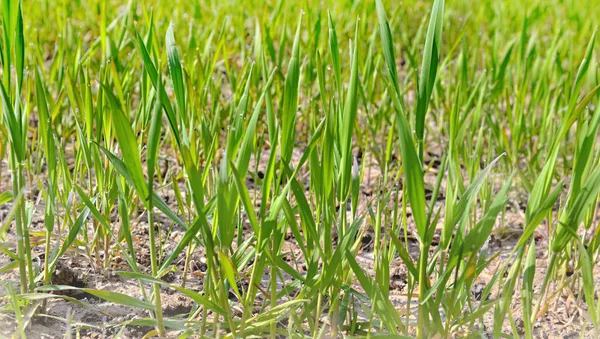 Perto Folha Jovem Trigo Que Cresce Campo Com Gotas Água — Fotografia de Stock