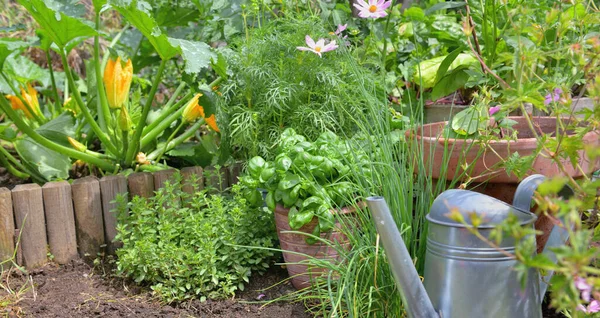 Tanaman Aromatik Dan Kemangi Dalam Pot Kebun Sayuran — Stok Foto