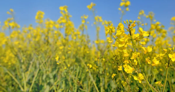 Zblízka Žluté Květy Řepkového Semínka Rostoucí Poli Pod Modrou Oblohou — Stock fotografie
