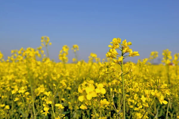 Perto Flores Amarelas Colza Crescendo Campo Sob Céu Azul — Fotografia de Stock