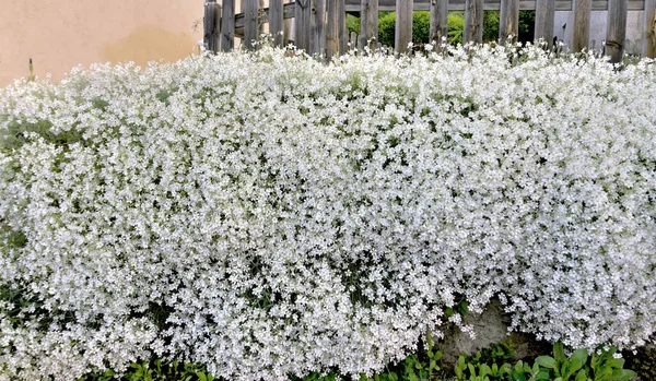 Крупный План Красивом Кусте Белых Цветов Покрывающих Скалу Саду — стоковое фото