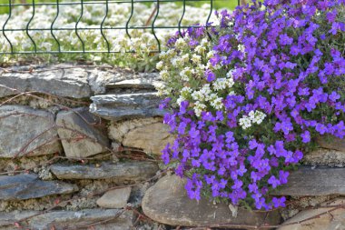 Mor çan çiçeklerinin güzel çalılığına yakın çekim kayalık bir duvarda çiçek açarken bir bahçe kapandı.