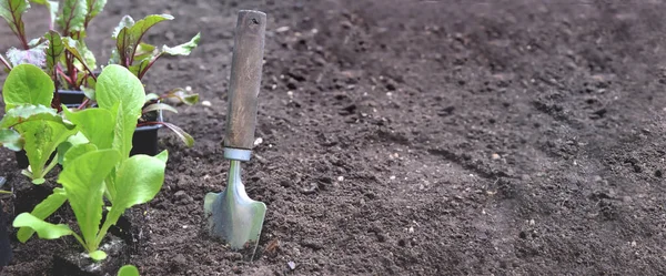 Shovel Next Seedling Lettuce Copy Space Soil Background — Stock Photo, Image