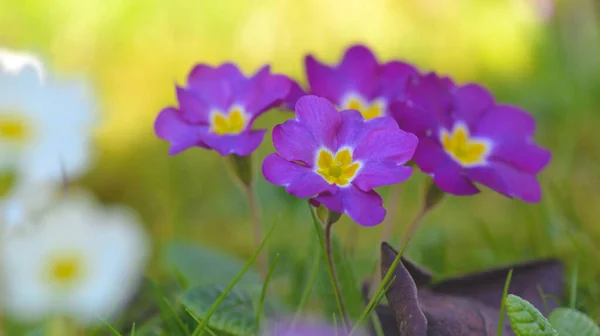 Nahe Bei Hübscher Lila Primel Die Garten Blüht — Stockfoto