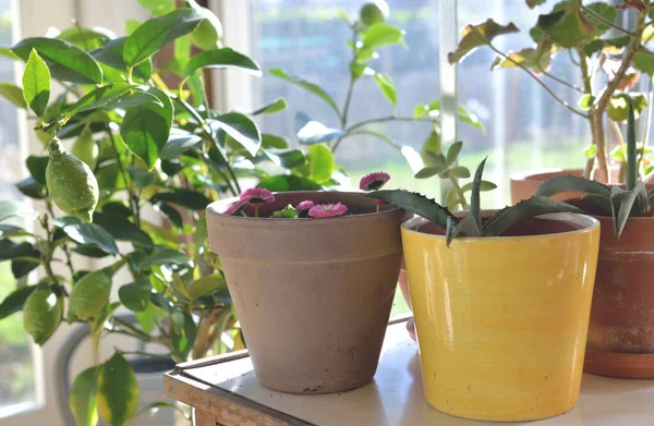 Cserepes Növény Kis Asztalon Egy Üvegházban Citromfával — Stock Fotó