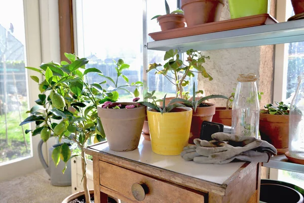 Горшечное Растение Маленьком Столе Садоводческое Оборудование Оранжерее — стоковое фото