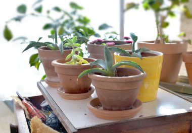 Küçük bir masada saksı bitkisi ve cam bir evde bahçe malzemeleri.