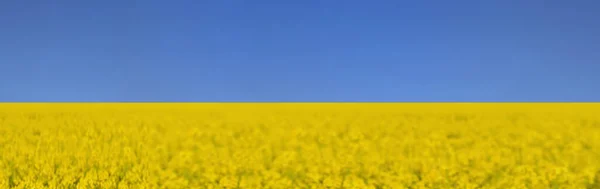 ウクライナ国旗の青空の下に咲く黄色いコルザの菜の花畑 ストックフォト