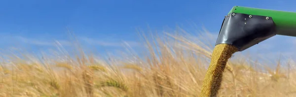 Tarwe Geoogst Zaad Spuiten Van Combineren Veld Achtergrond — Stockfoto