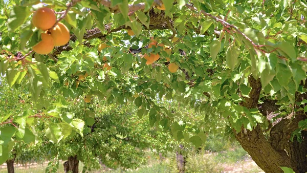 Apricots Growing Tree Leaves Orchard — Stock Photo, Image