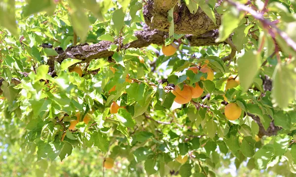在树叶间生长的杏树 — 图库照片
