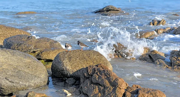 大海中的岩石和英国海滩上的鸟儿 — 图库照片