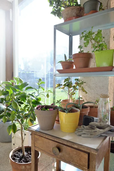 Planta Envasada Pouca Mesa Equipamento Jardinagem Uma Estufa — Fotografia de Stock