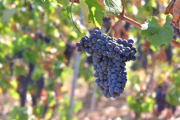 Gros Plan Sur Raisin Noir Sur Les Feuilles Poussant Dans — Photo